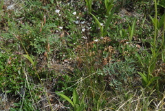 Eremogone formosa