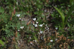 Eremogone formosa