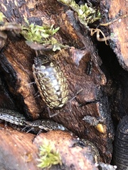 Philoscia muscorum