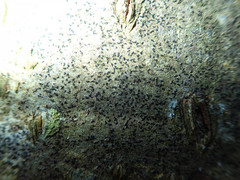 Pseudoschismatomma rufescens