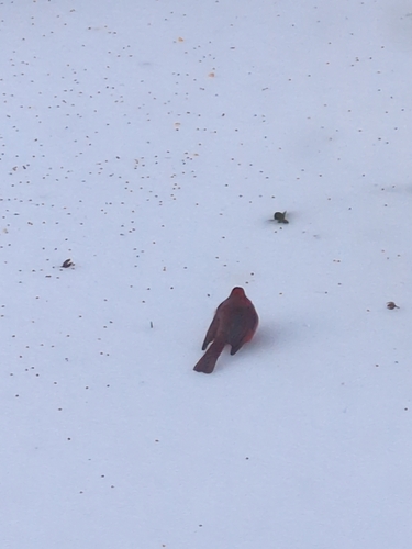 Northern Cardinal