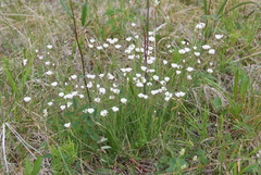 Eremogone formosa