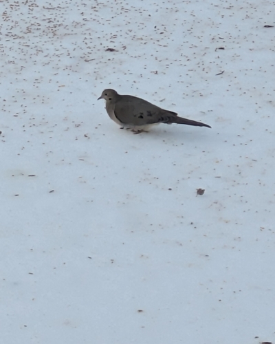 Mourning Dove