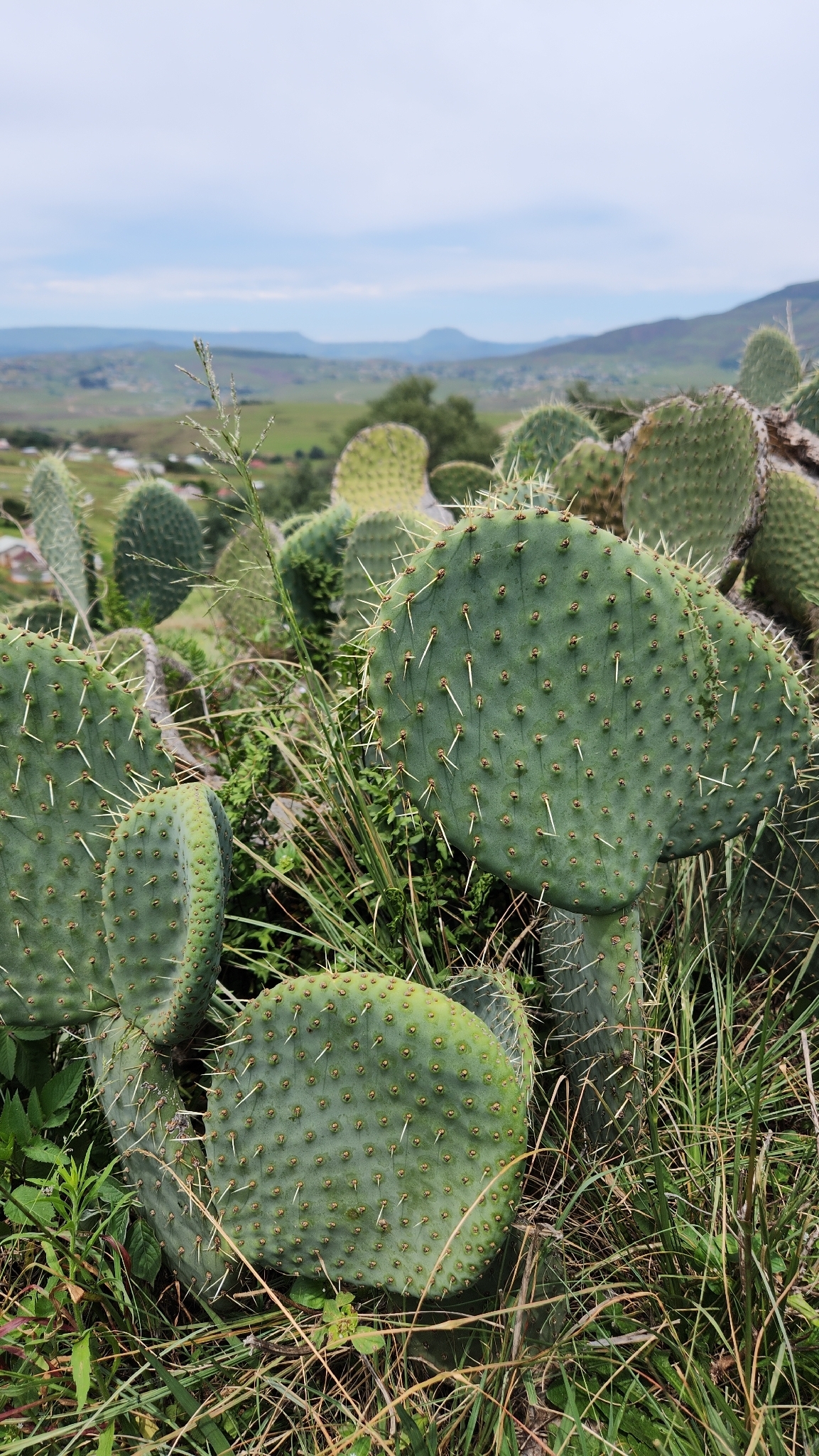 Nopal cactus