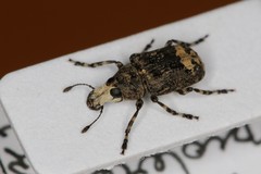 Tropideres albirostris
