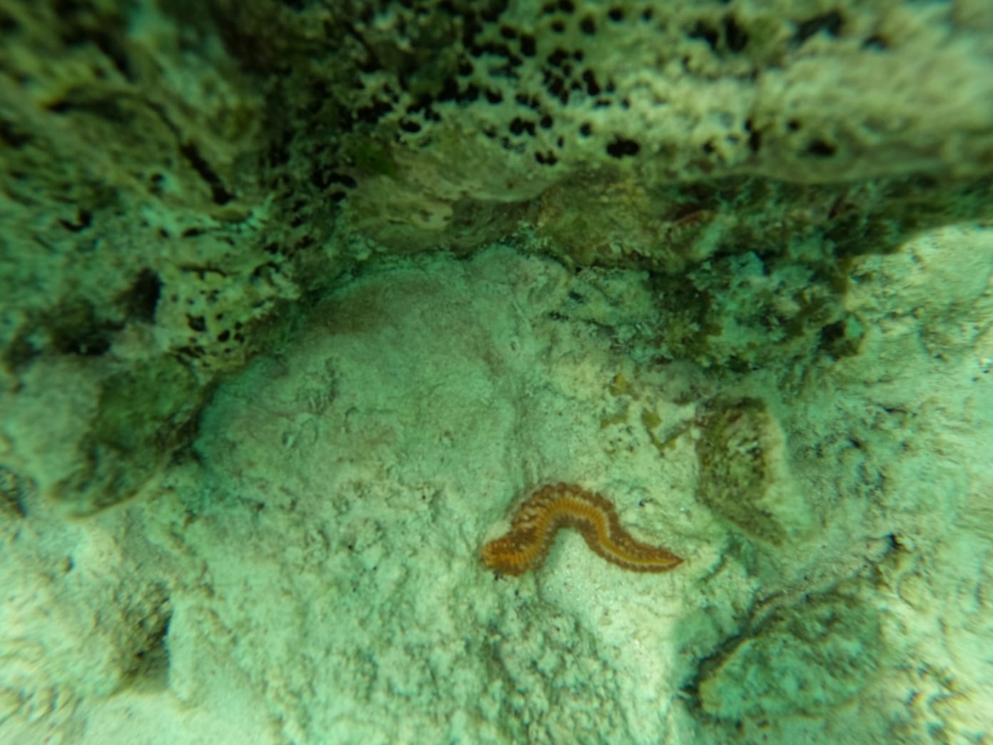Hermodice carunculata (Pallas, 1766)
