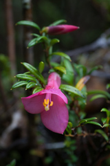 Philesia magellanica