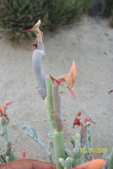 Euphorbia lomelii