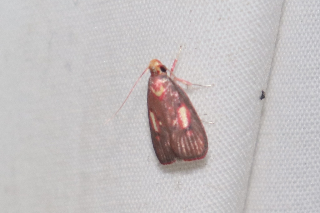 Inga pyrothyris
