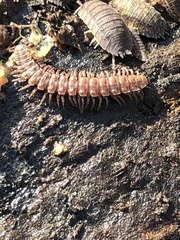 Polydesmus