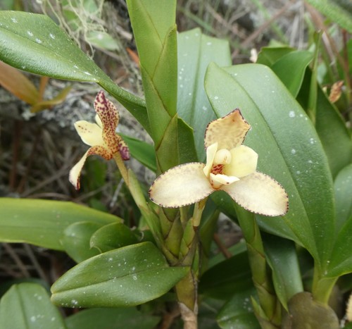 Pardalina Orchid