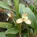 Maxillaria pardalina - Photo (c) kstenman, some rights reserved (CC BY-NC), uploaded by kstenman