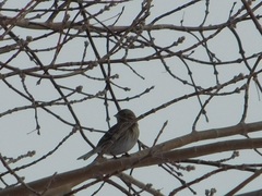 Emberiza leucocephalos