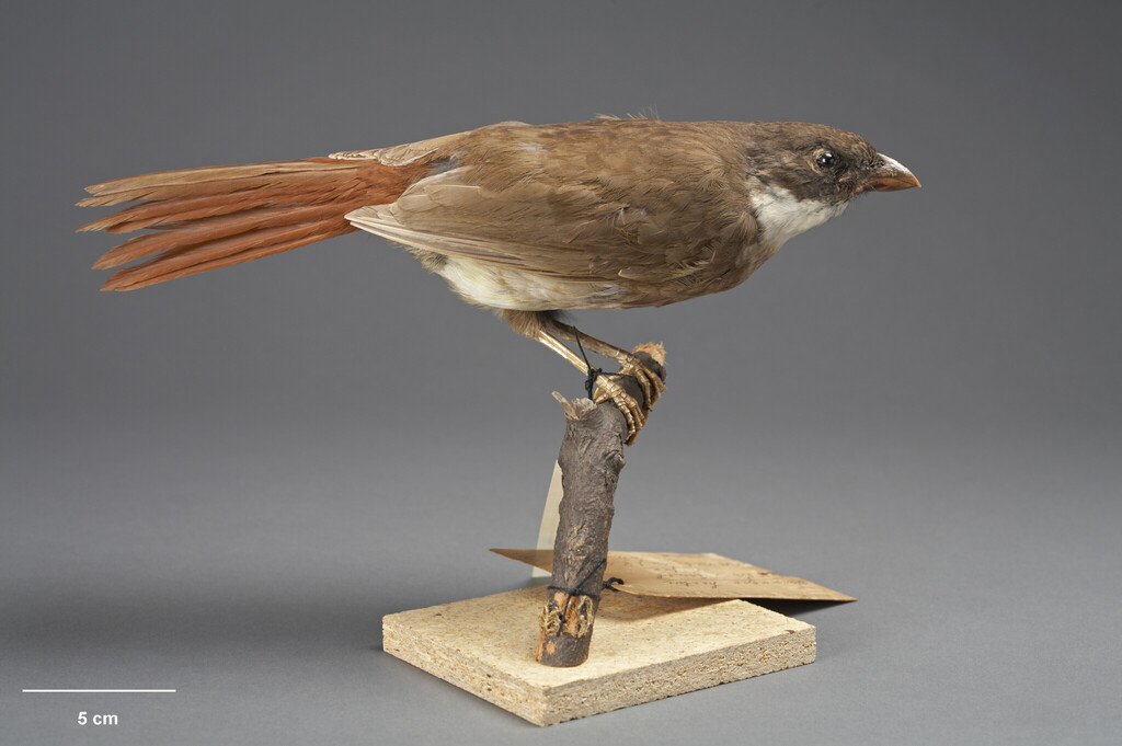 North Island Piopio (Turnagra tanagra) photo