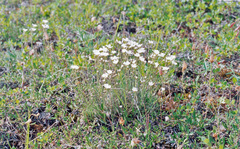 Eremogone formosa