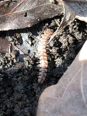 Polydesmus