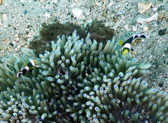 Amphiprion polymnus