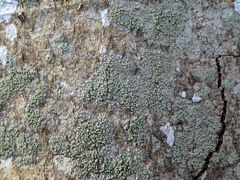 Buellia griseovirens