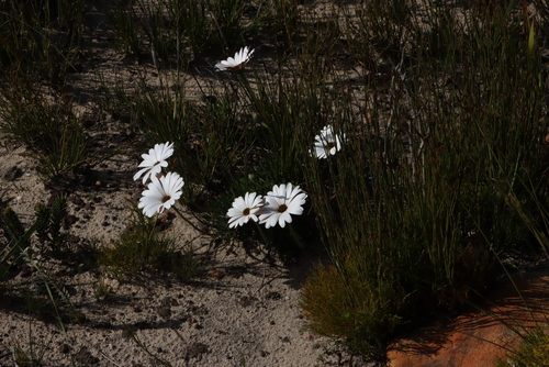 Dimorphotheca nudicaulis, photograph 3