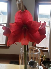 Hippeastrum hybridum