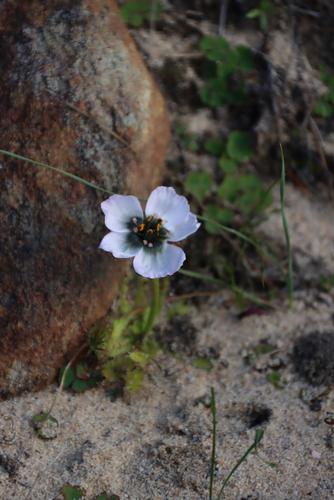 Pale Roseflower Sundew (Drosera zeyheri)