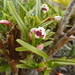 Maxillaria arbuscula - Photo (c) Katarina Stenman, osa oikeuksista pidätetään (CC BY-NC), lähettänyt Katarina Stenman
