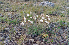 Eremogone formosa