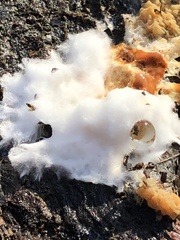 Fungi
