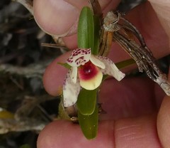 Maxillaria arbuscula