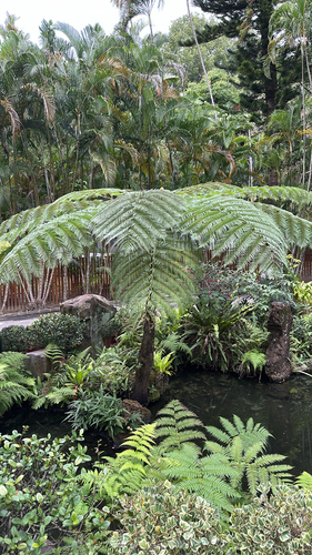 Alsophila lepifera