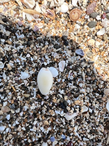 Cypraea hammondae observed 2025-07-15