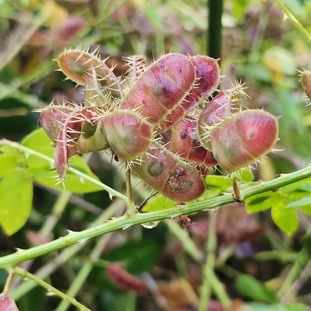 Touch-me-not plant