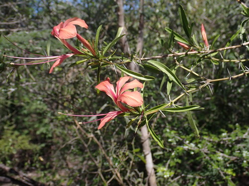 Barleria her