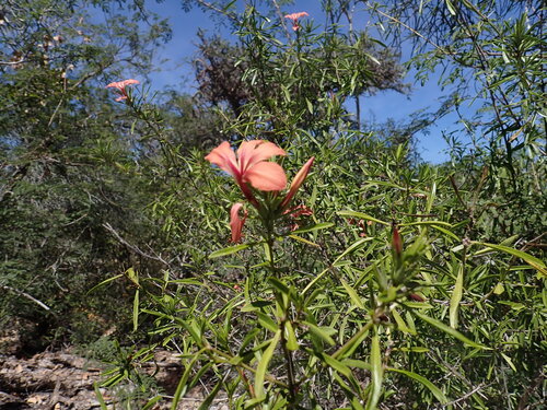 Barleria her