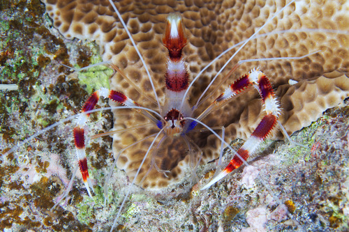 Banded Coral Shrimp, photo 2 of 10