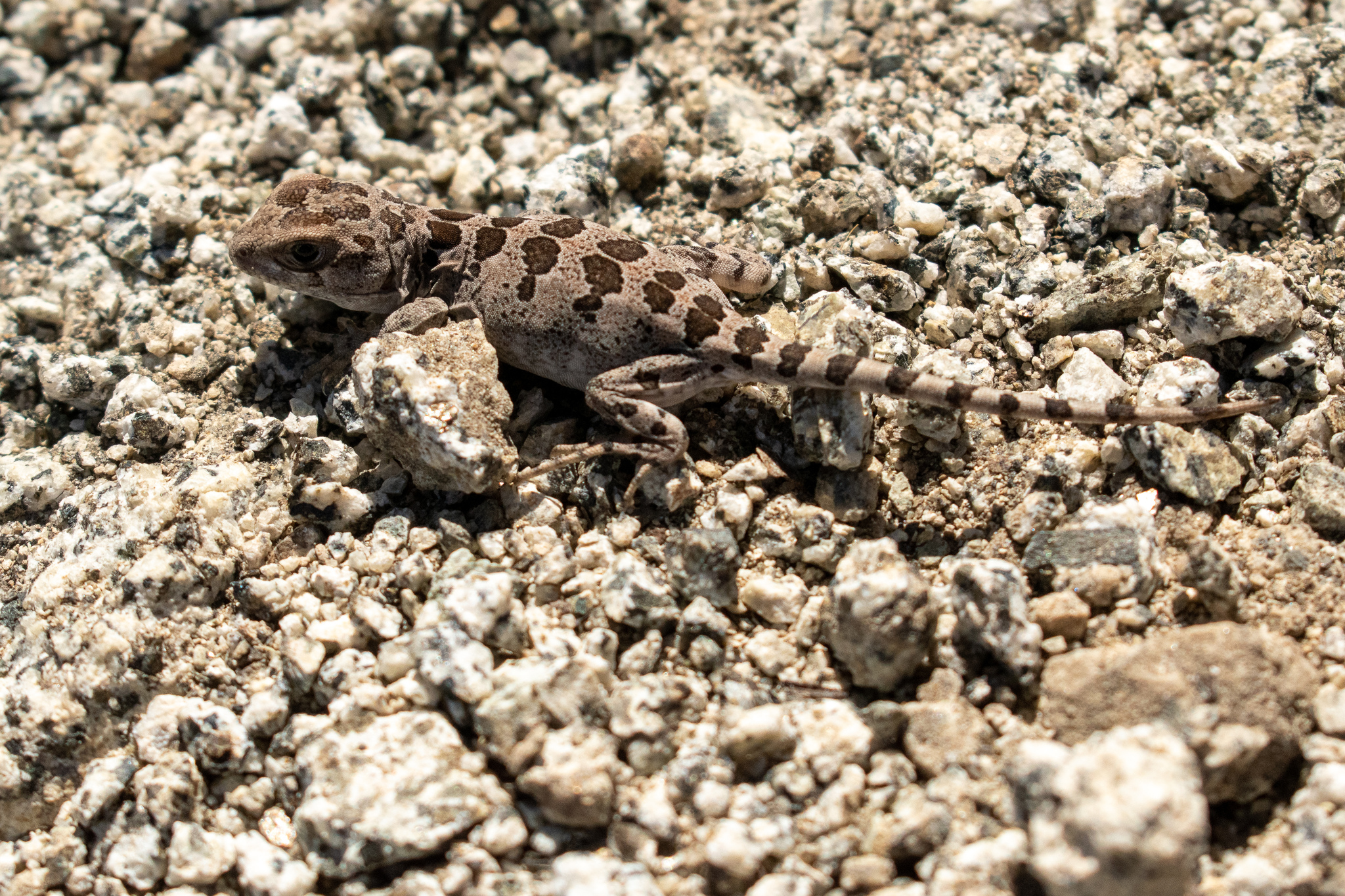 Six-Banded Patagonian Lizard photo 8