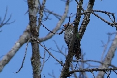 Asian Emerald Cuckoo (Chrysococcyx maculatus), photo 1