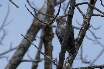 Asian Emerald Cuckoo (Chrysococcyx maculatus), photo 2