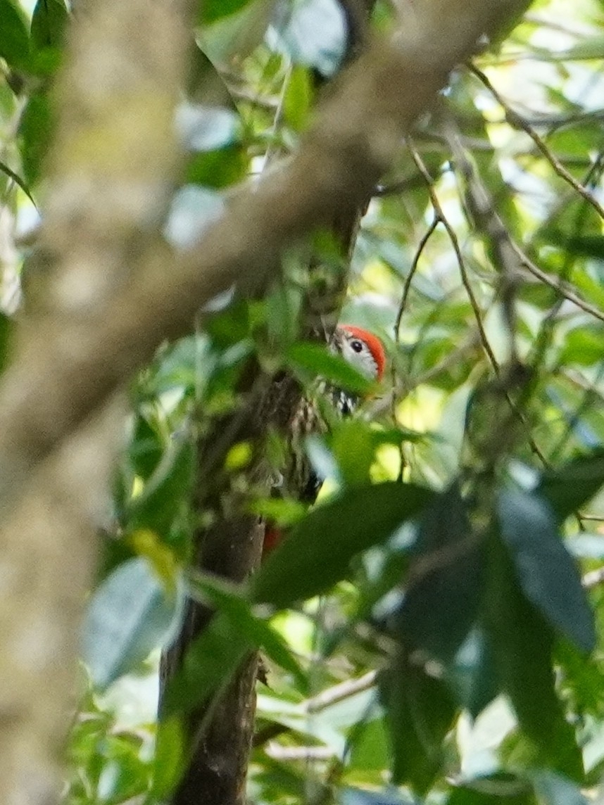 Stripe-breasted Woodpecker (Dendrocopos atratus), photo 2