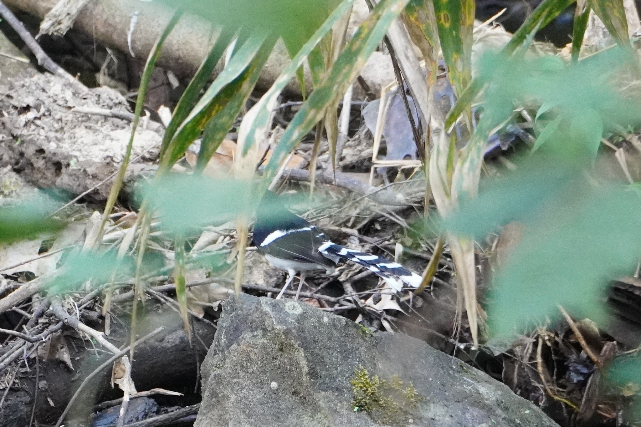 White-crowned Forktail (Enicurus leschenaulti), photo 4