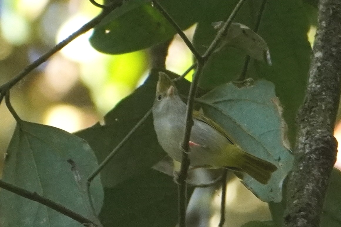 White-bellied Erpornis (Erpornis zantholeuca), photo 1