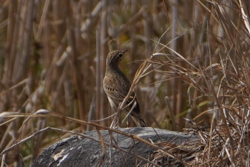 Paddyfield Pipit (Anthus rufulus), photo 6