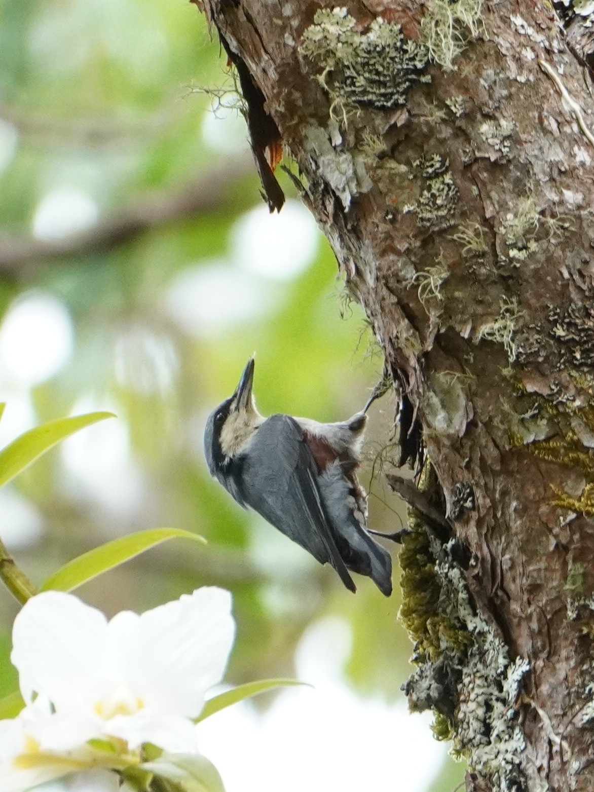 Chestnut-vented Nuthatch (Sitta nagaensis), photo 4