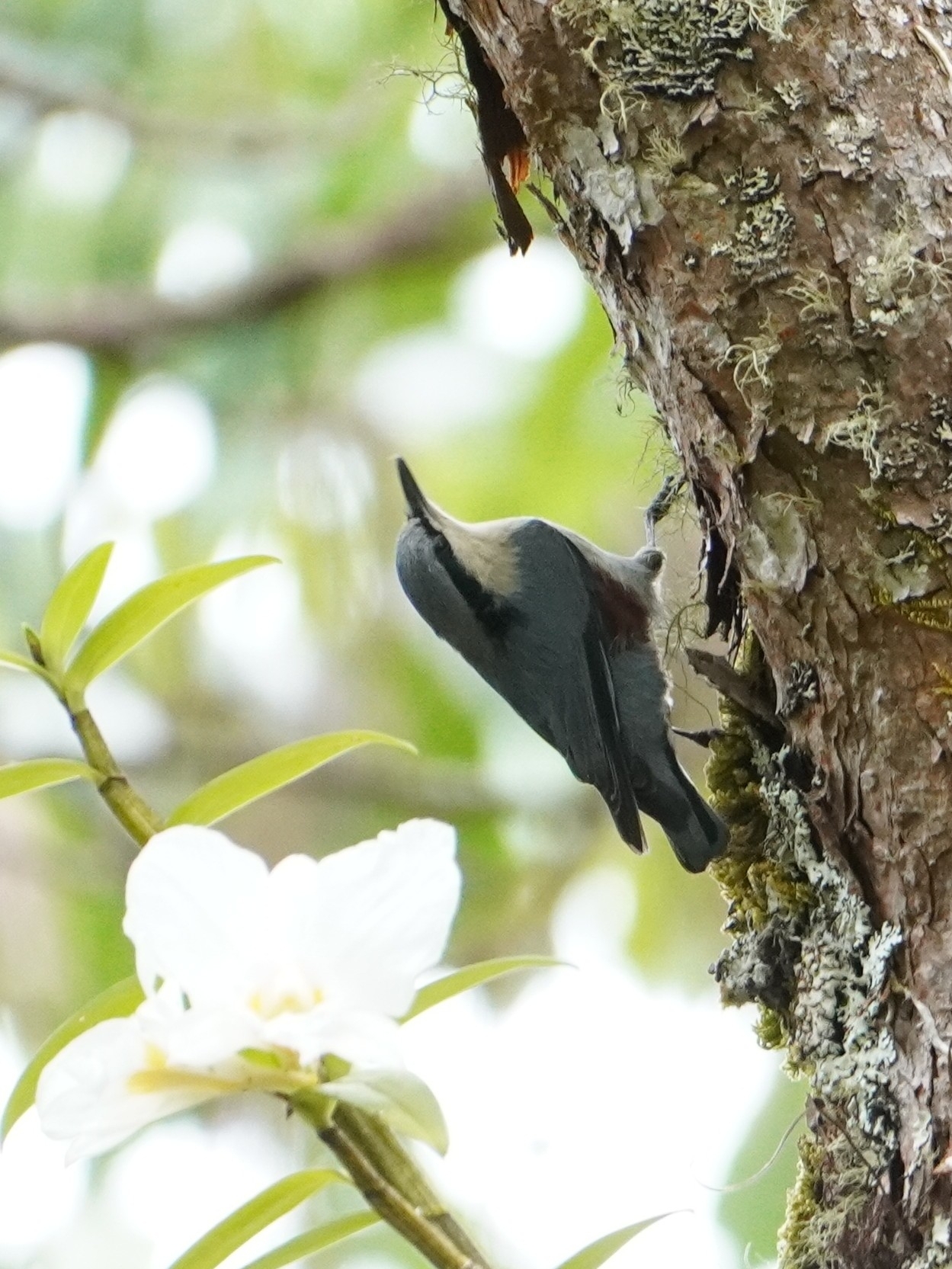 Chestnut-vented Nuthatch (Sitta nagaensis), photo 5