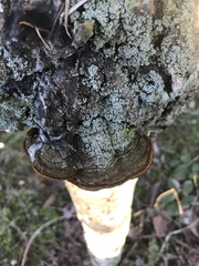 Porodaedalea