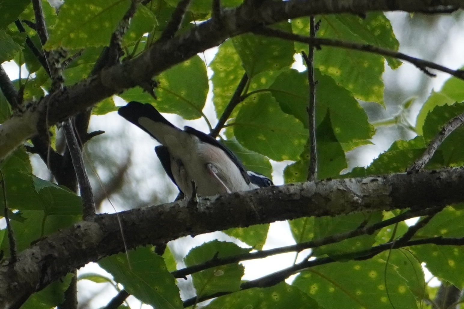 White-browed Shrike-babbler (Pteruthius aeralatus), photo 3