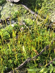 Tortula muralis
