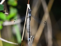 Lestes australis