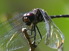 Dythemis velox