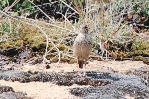 iNaturalist image